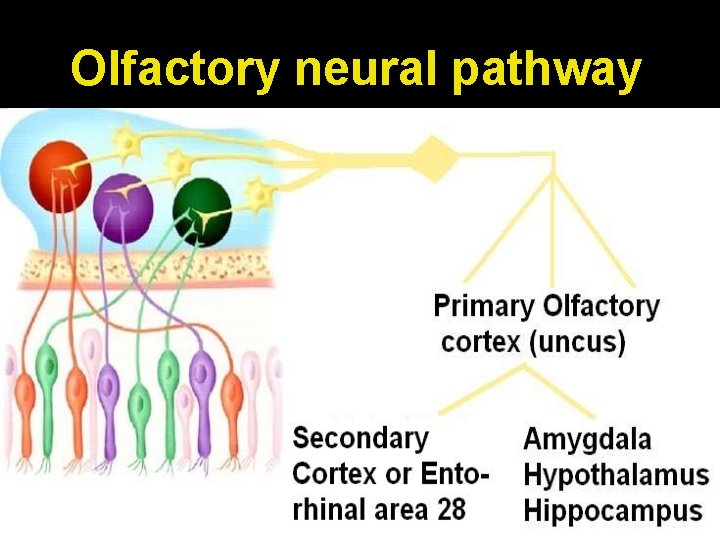 Olfactory neural pathway 