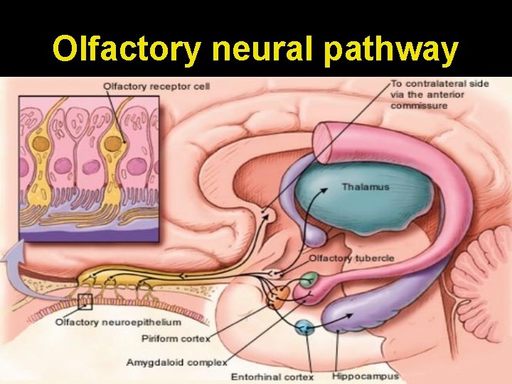 Olfactory neural pathway 