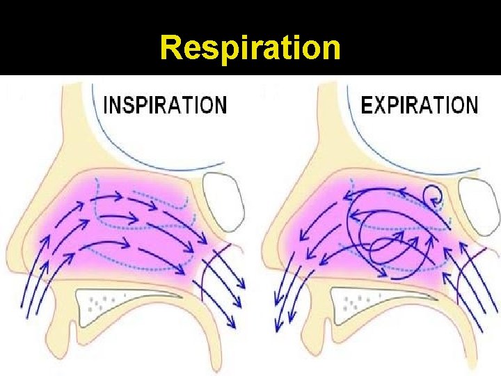 Respiration 