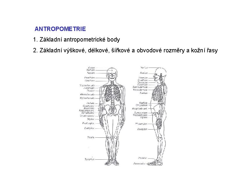  ANTROPOMETRIE 1. Základní antropometrické body 2. Základní výškové, délkové, šířkové a obvodové rozměry