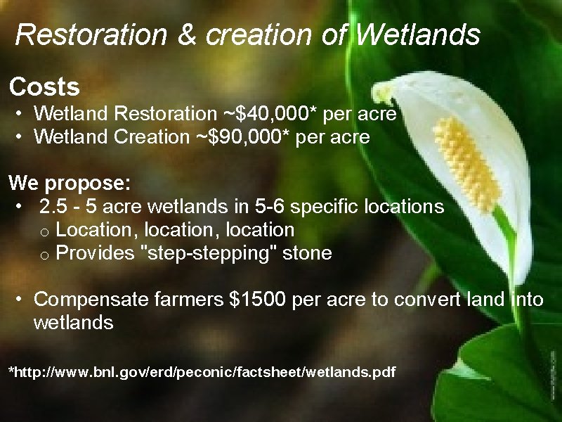 Restoration & creation of Wetlands Costs • Wetland Restoration ~$40, 000* per acre •