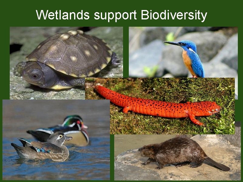Wetlands support Biodiversity 