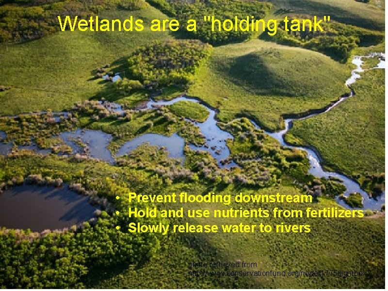 Wetlands are a "holding tank" • Prevent flooding downstream • Hold and use nutrients