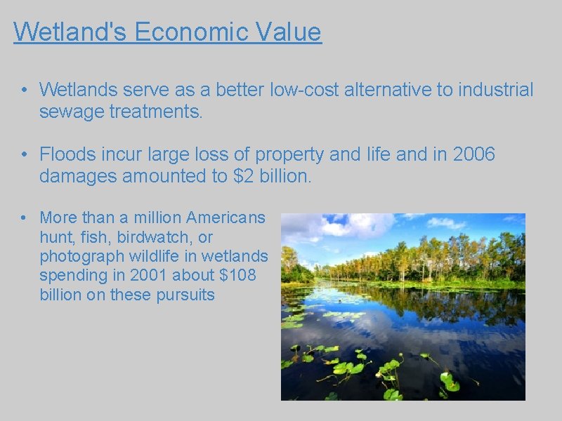 Wetland's Economic Value • Wetlands serve as a better low-cost alternative to industrial sewage