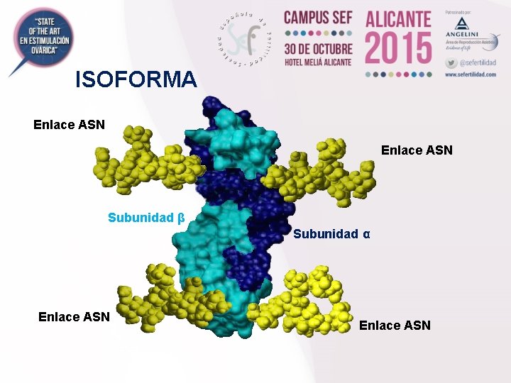 ISOFORMA Enlace ASN Subunidad β Subunidad α Enlace ASN 