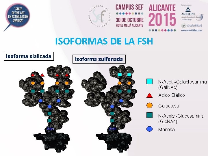 ISOFORMAS DE LA FSH Isoforma sializada Isoforma sulfonada N-Acetil-Galactosamina (Gal. NAc) Ácido Siálico Galactosa