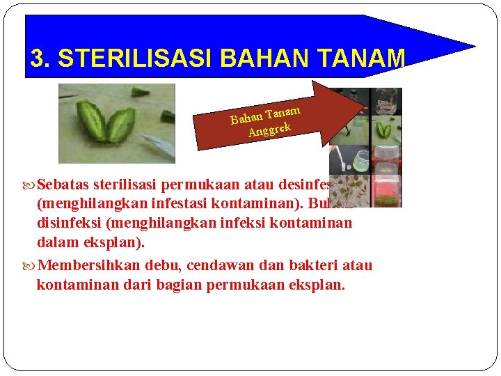 3. STERILISASI BAHAN TANAM anam Bahan T Anggrek Sebatas sterilisasi permukaan atau desinfestasi (menghilangkan