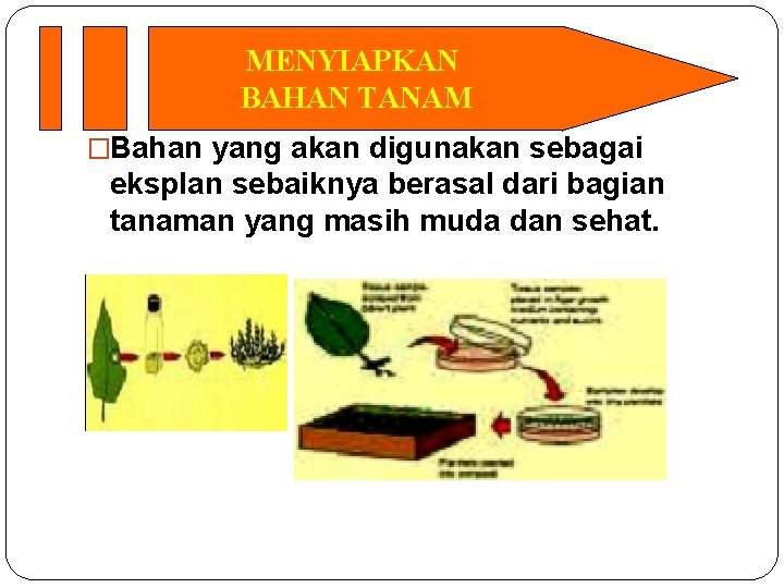 MENYIAPKAN BAHAN TANAM �Bahan yang akan digunakan sebagai eksplan sebaiknya berasal dari bagian tanaman