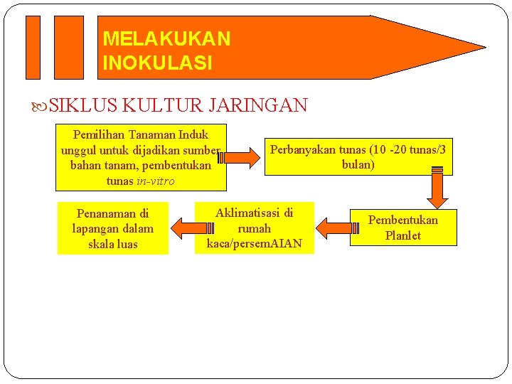 MELAKUKAN INOKULASI SIKLUS KULTUR JARINGAN Pemilihan Tanaman Induk unggul untuk dijadikan sumber bahan tanam, MELAKUKAN INOKULASI SIKLUS KULTUR JARINGAN Pemilihan Tanaman Induk unggul untuk dijadikan sumber bahan tanam,