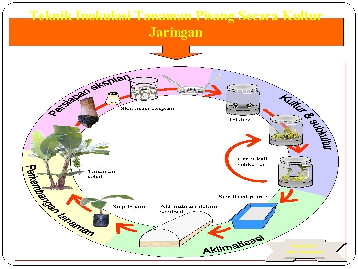 Teknik Inokulasi Tanaman Pisang Secara Kultur Jaringan Designed by : Moch. Ramadhoni 