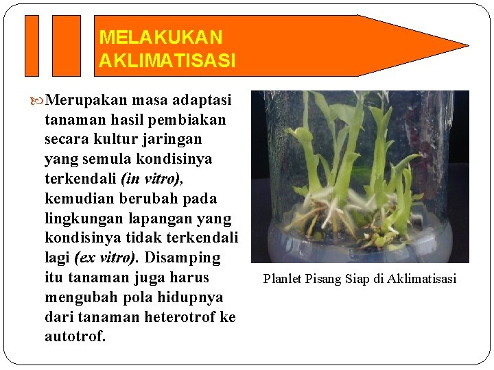 MELAKUKAN AKLIMATISASI Merupakan masa adaptasi tanaman hasil pembiakan secara kultur jaringan yang semula kondisinya