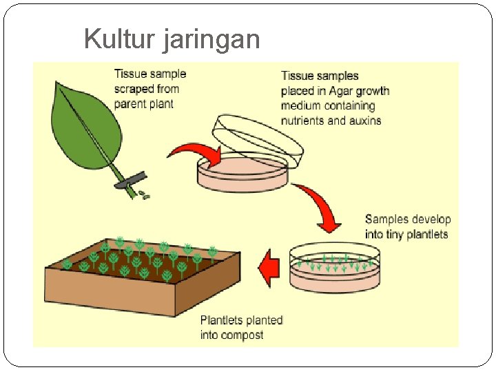 Kultur jaringan 