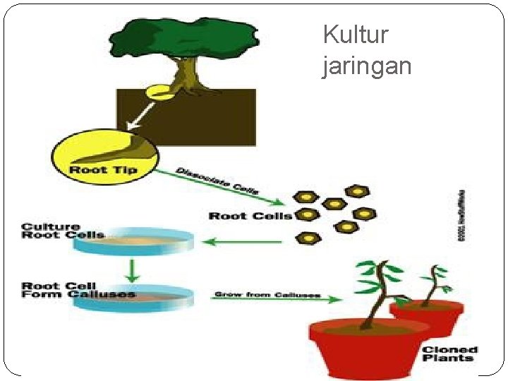 Kultur jaringan Kultur jaringan