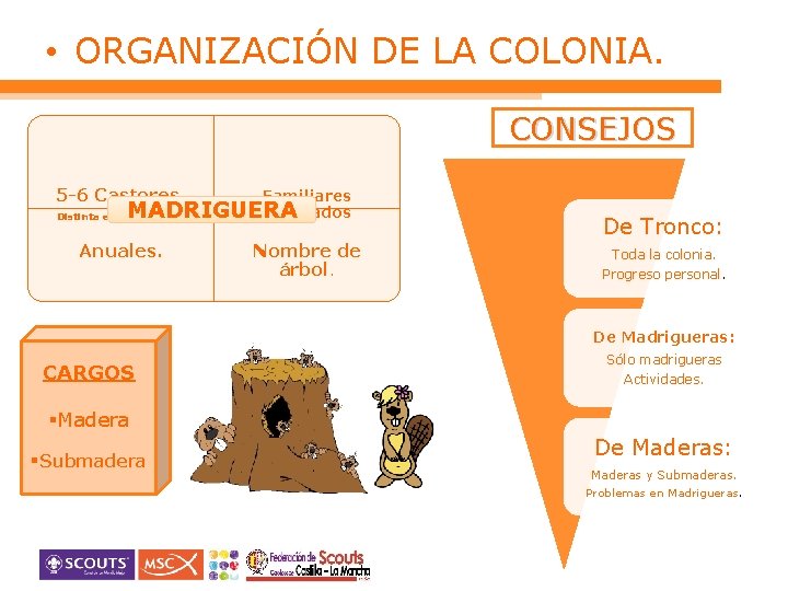  • ORGANIZACIÓN DE LA COLONIA. CONSEJOS 5 -6 Castores. Familiares separados Distinta edad.