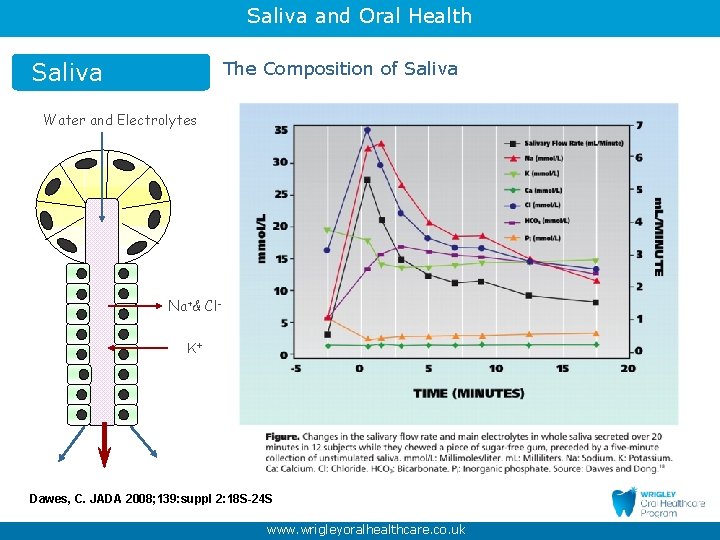 Saliva and Oral Health Saliva The Composition of Saliva Water and Electrolytes Na+& Cl.