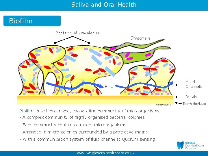 Saliva and Oral Health Biofilm Bacterial Microcolonies Streamers Fluid Channels Flow Pellicle ©Reeves 2013