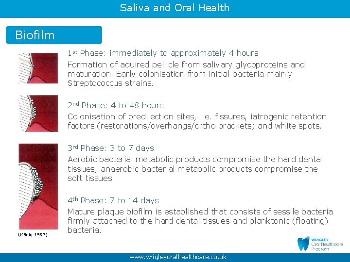 Saliva and Oral Health Biofilm 1 st Phase: immediately to approximately 4 hours Formation