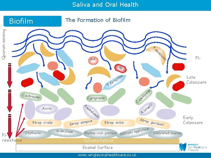 Saliva and Oral Health Biofilm co ti en d T. Quorum sensing The Formation