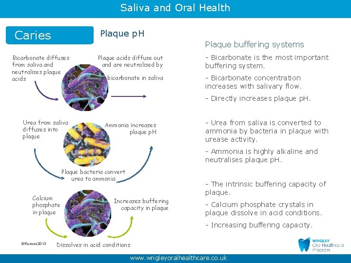 Saliva and Oral Health Caries Plaque p. H Plaque buffering systems Bicarbonate diffuses from