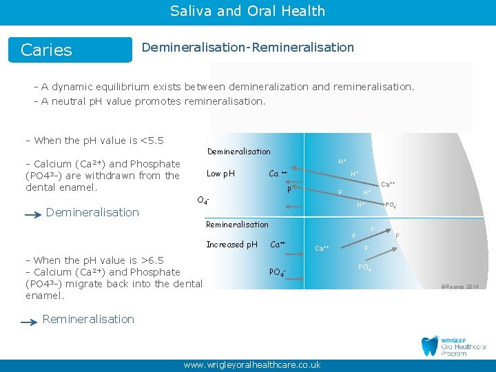 Saliva and Oral Health Caries Demineralisation-Remineralisation - A dynamic equilibrium exists between demineralization and