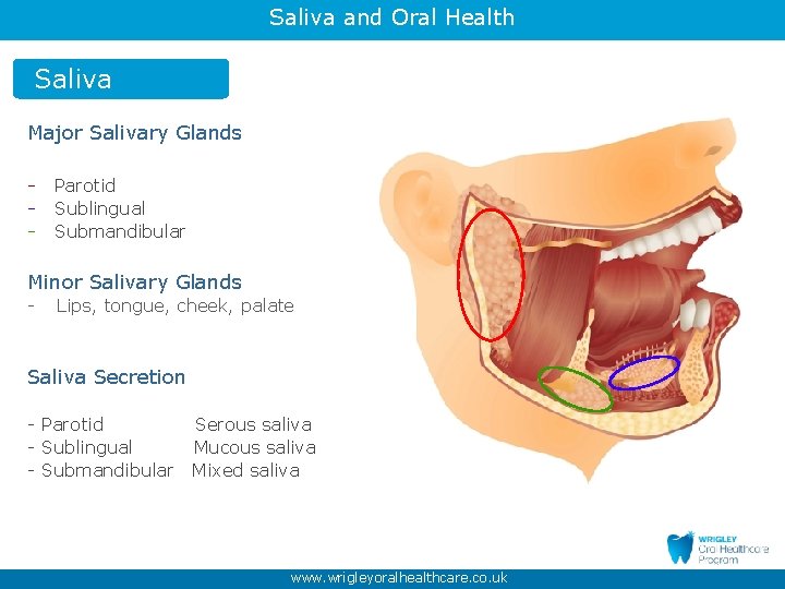 Saliva and Oral Health Saliva Major Salivary Glands - Parotid - Sublingual - Submandibular