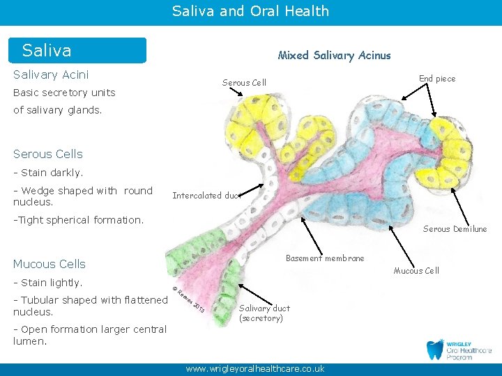 Saliva and Oral Health Saliva Mixed Salivary Acinus Salivary Acini End piece Serous Cell