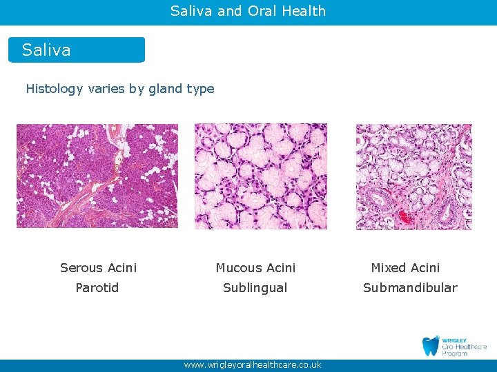 Saliva and Oral Health Saliva Histology varies by gland type Serous Acini Mucous Acini