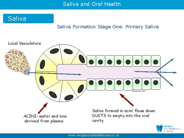 Saliva and Oral Health Saliva Formation Stage One: Primary Saliva Local Vasculature ©Reeves 2013