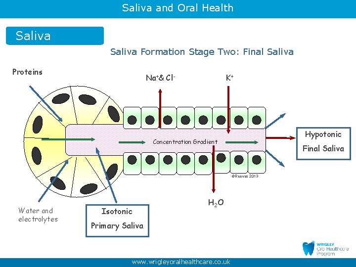 Saliva and Oral Health Saliva Formation Stage Two: Final Saliva Proteins Na+& Cl- K+
