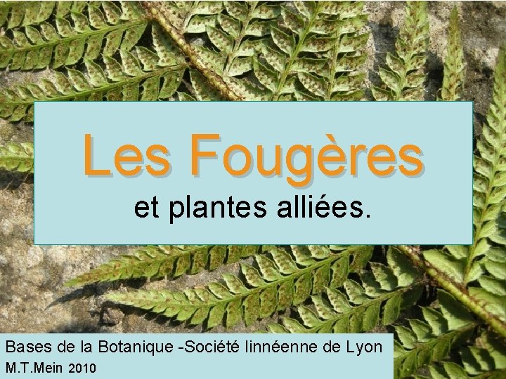 Les Fougères et plantes alliées. Bases de la Botanique -Société linnéenne de Lyon M.