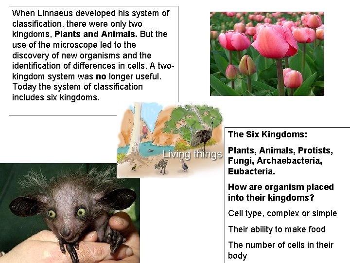 When Linnaeus developed his system of classification, there were only two kingdoms, Plants and