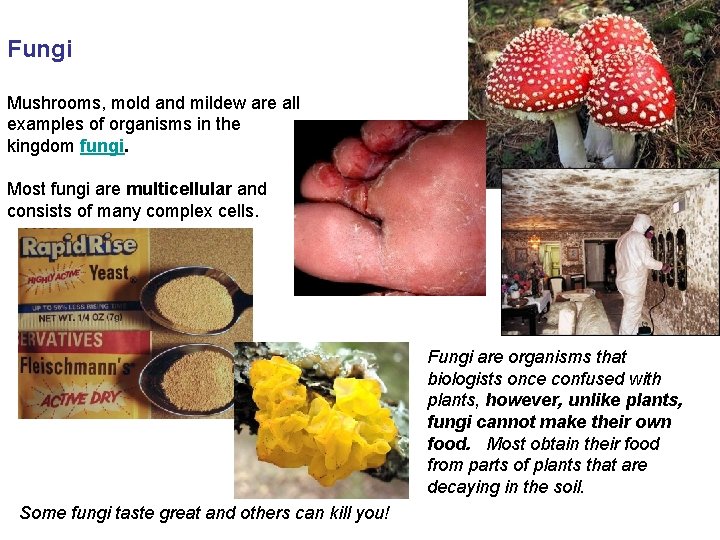 Fungi Mushrooms, mold and mildew are all examples of organisms in the kingdom fungi.