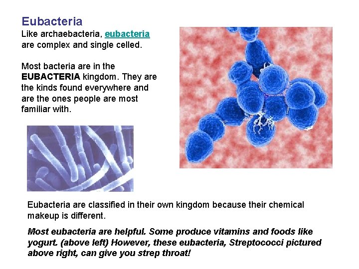 Eubacteria Like archaebacteria, eubacteria are complex and single celled. Most bacteria are in the