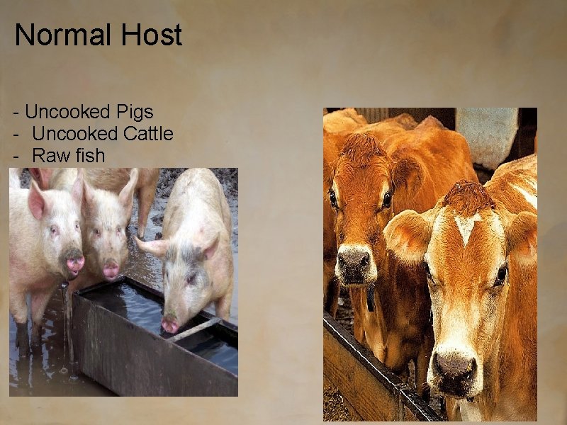 Normal Host - Uncooked Pigs - Uncooked Cattle - Raw fish 