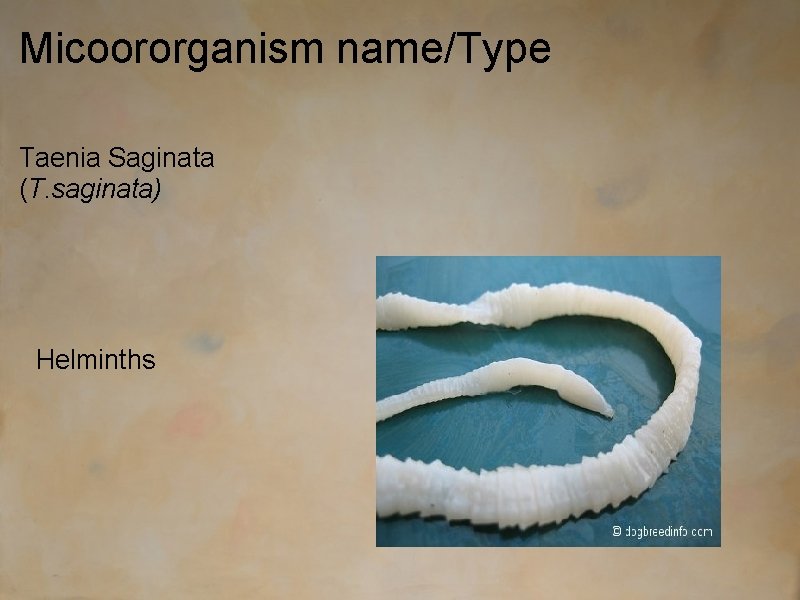 Micoororganism name/Type Taenia Saginata (T. saginata) Helminths 