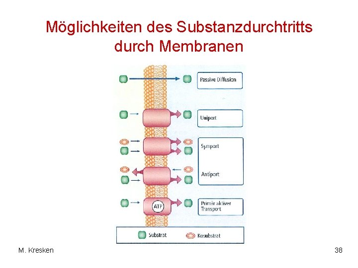 Möglichkeiten des Substanzdurchtritts durch Membranen M. Kresken 38 