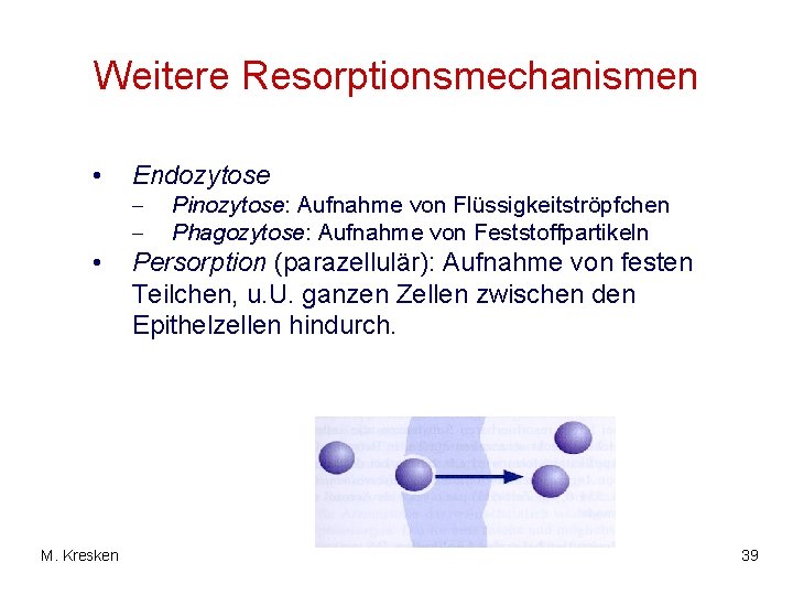Weitere Resorptionsmechanismen • • M. Kresken Endozytose - Pinozytose: Aufnahme von Flüssigkeitströpfchen Phagozytose: Aufnahme
