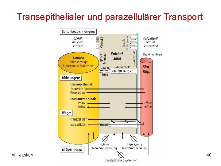 Transepithelialer und parazellulärer Transport M. Kresken 40 