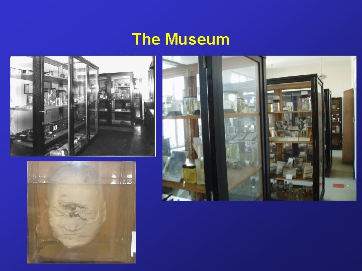 The Museum 