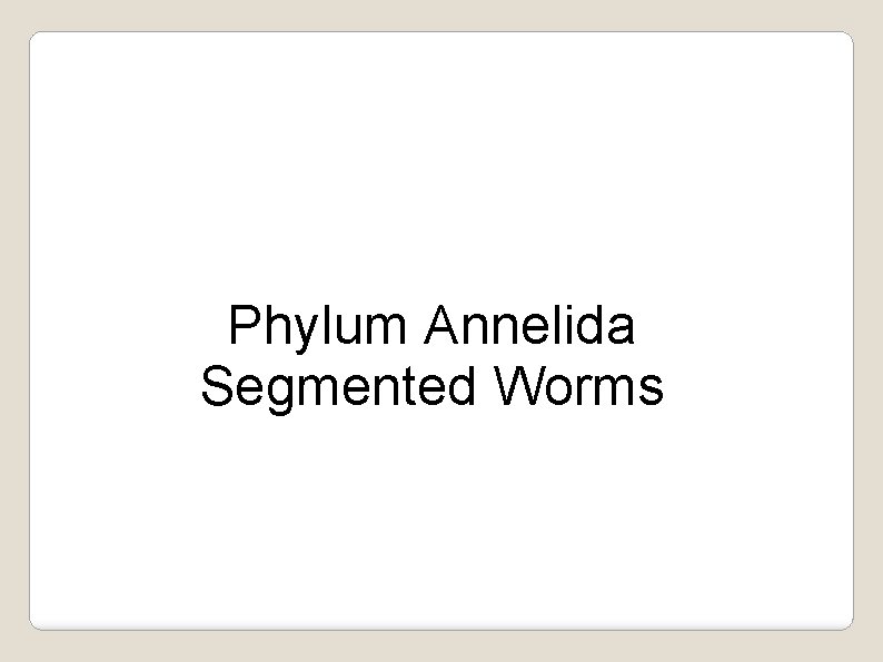 Phylum Annelida Segmented Worms 