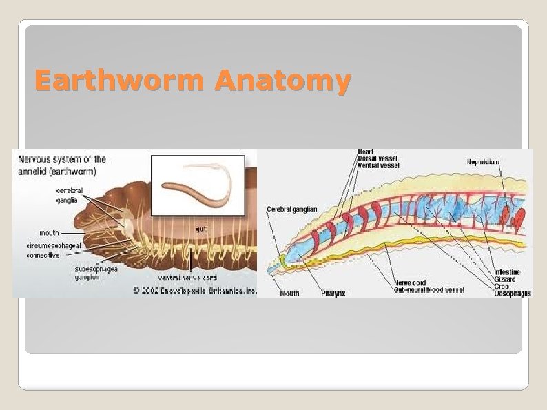 Earthworm Anatomy 