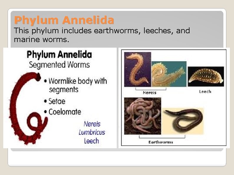 Phylum Annelida This phylum includes earthworms, leeches, and marine worms. 