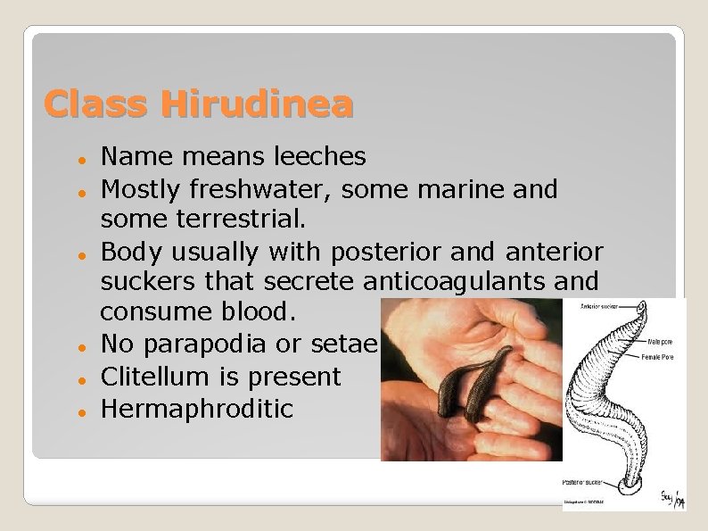 Class Hirudinea Name means leeches Mostly freshwater, some marine and some terrestrial. Body usually