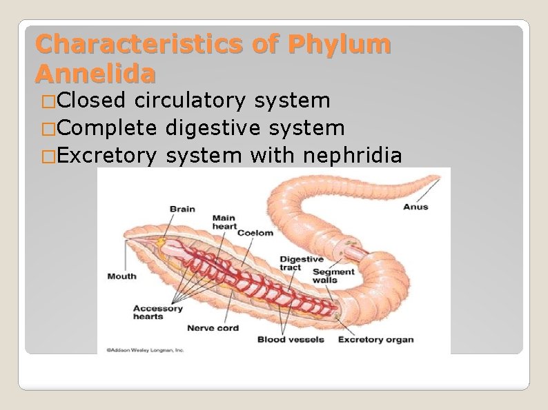 Characteristics of Phylum Annelida �Closed circulatory system �Complete digestive system �Excretory system with nephridia