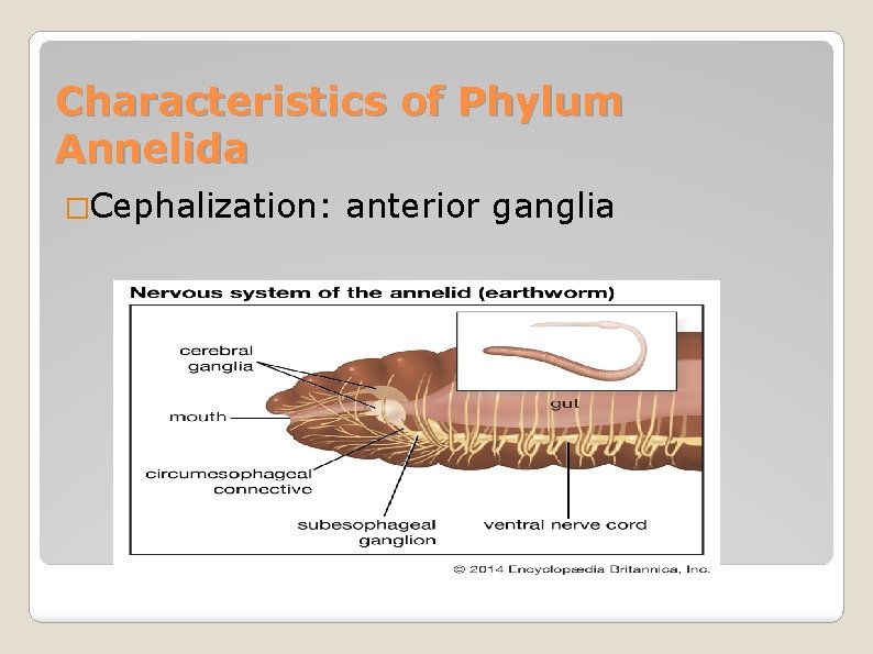 Characteristics of Phylum Annelida �Cephalization: anterior ganglia 