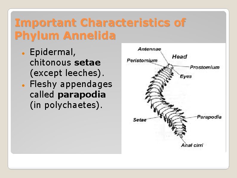 Important Characteristics of Phylum Annelida Epidermal, chitonous setae (except leeches). Fleshy appendages called parapodia