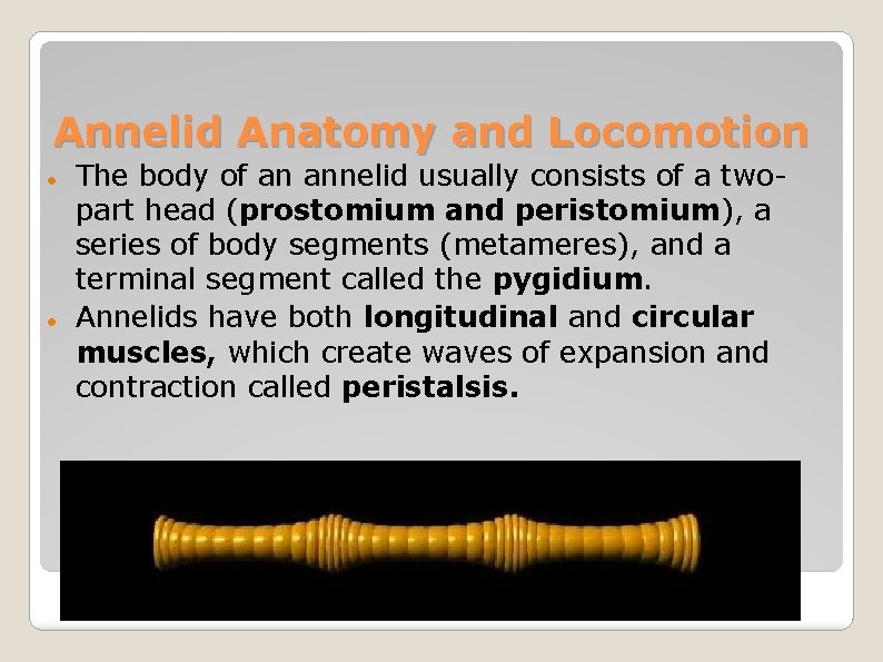 Annelid Anatomy and Locomotion The body of an annelid usually consists of a twopart