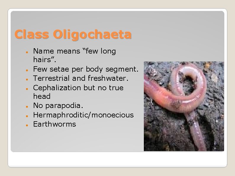 Class Oligochaeta Name means “few long hairs”. Few setae per body segment. Terrestrial and