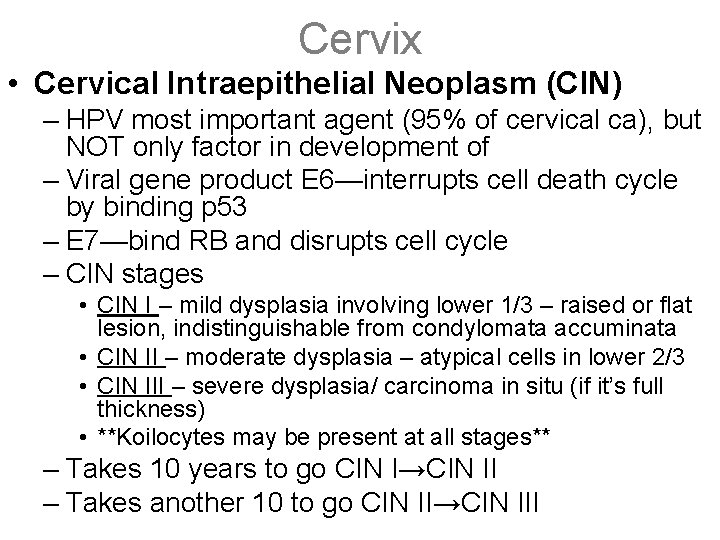 Cervix • Cervical Intraepithelial Neoplasm (CIN) – HPV most important agent (95% of cervical