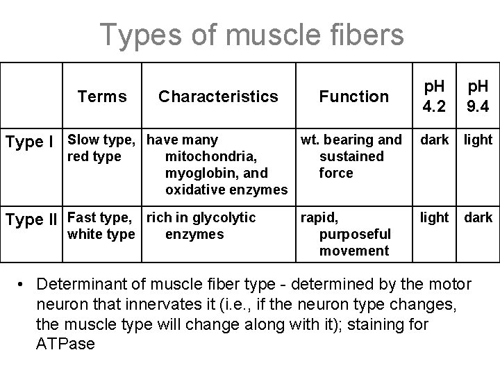 Types of muscle fibers Terms Characteristics Function p. H 4. 2 p. H 9.
